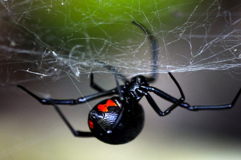 Паутина паука каракурта
