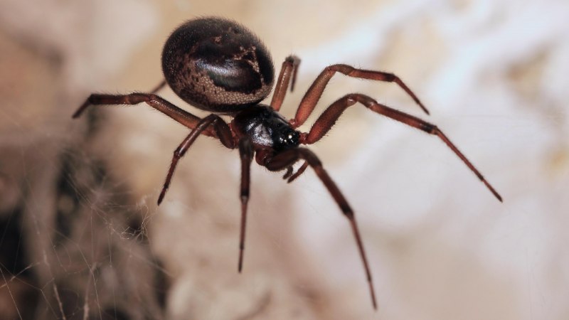 Стеатода паук