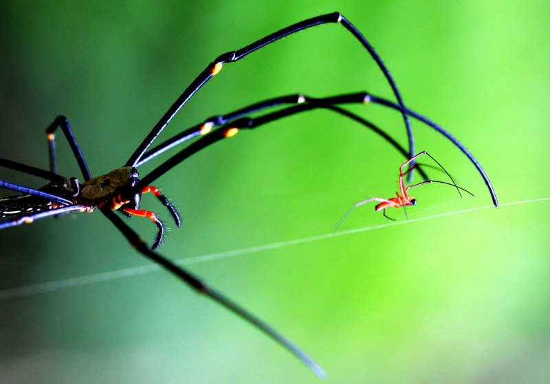 Большой паук Nephila pilipes