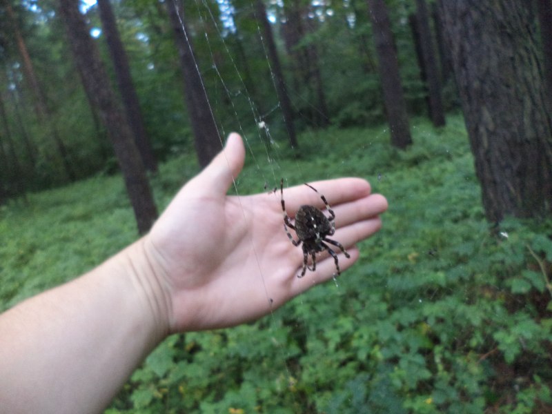 Большие Лесные пауки