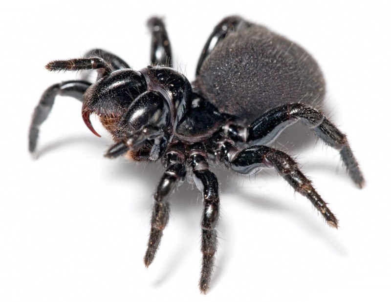 Паук ктенизид Монетка