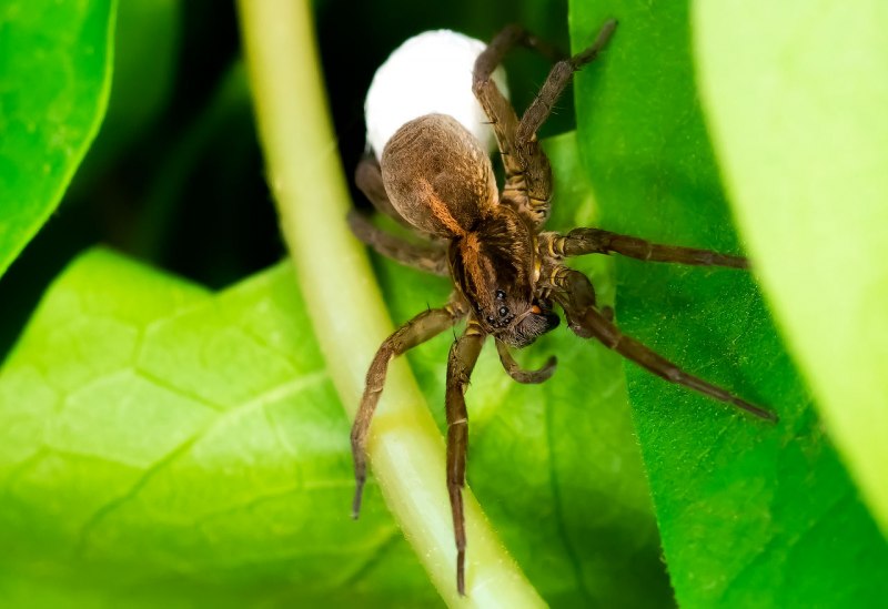 Восьмиглазый паук