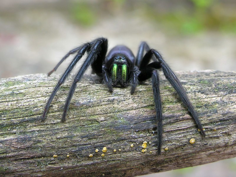 Стеатода черная паук