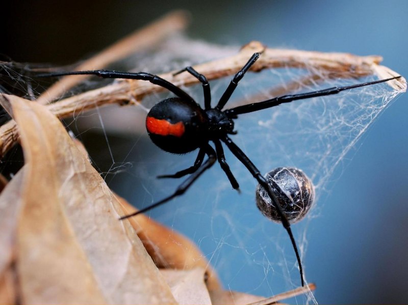 Паук австралийская вдова (красноспинный паук)(Latrodectus hasselti)