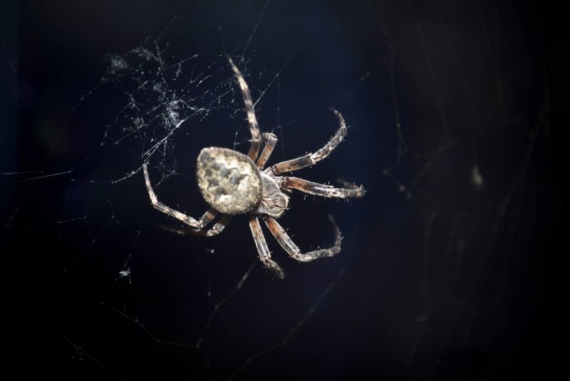 Серо белый паук