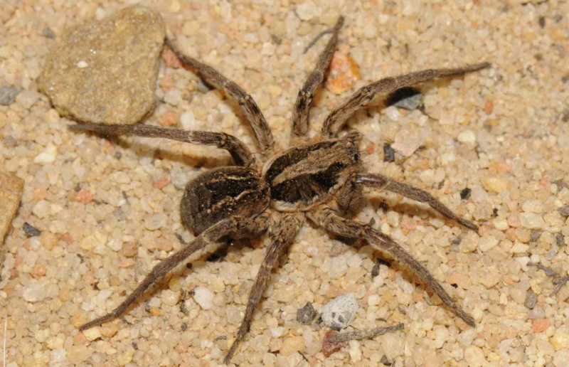 Тарантул паук волк