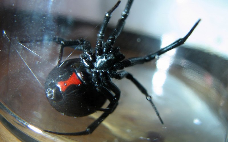 Черная вдова паук