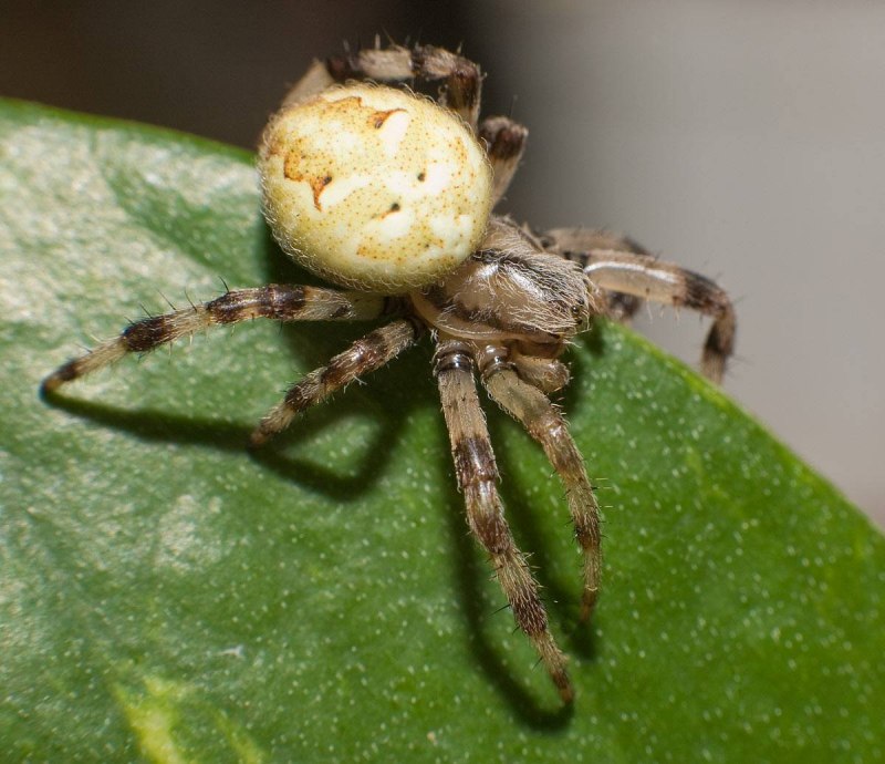 Паук крестовик четырехпятнистый