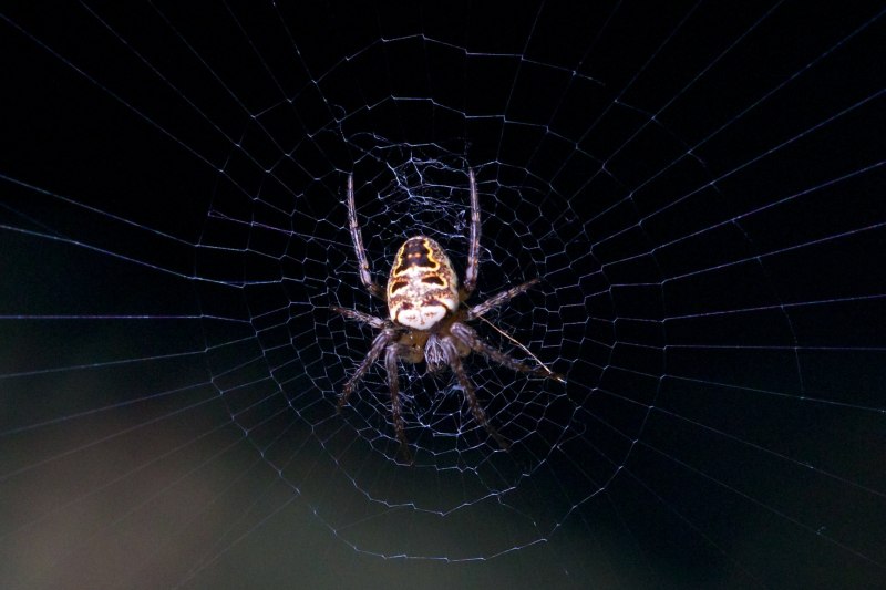 Обои на рабочий стол паук