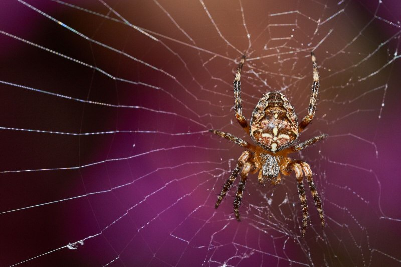 Паук крестовик