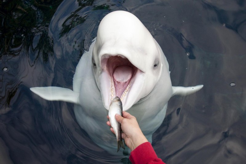 Белуга рыба Дельфин