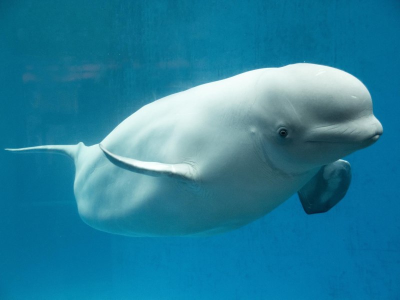 Белый Дельфин Белуха