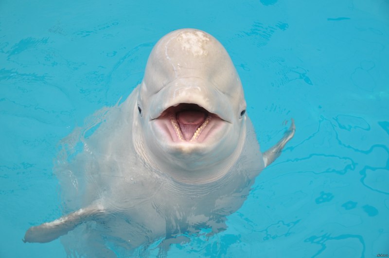 Дельфин Белуха