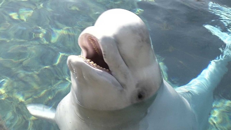 Белуха и Афалина