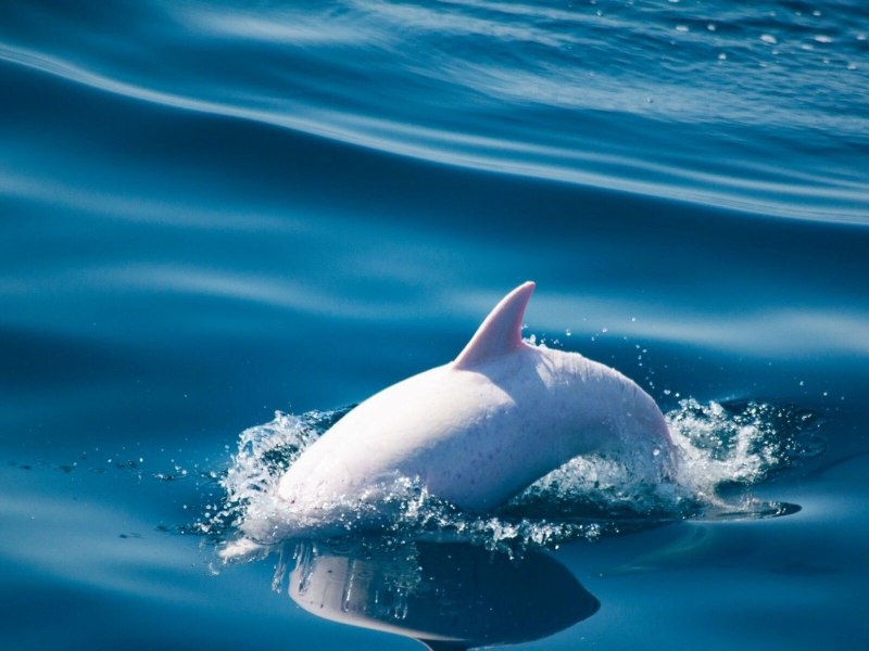 Дельфин альбинос в Крыму
