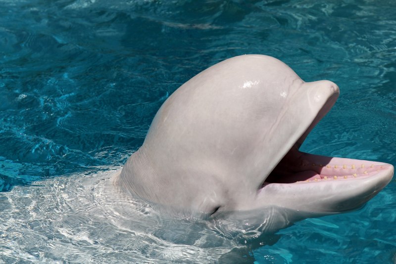 Дельфин Белуха японское море
