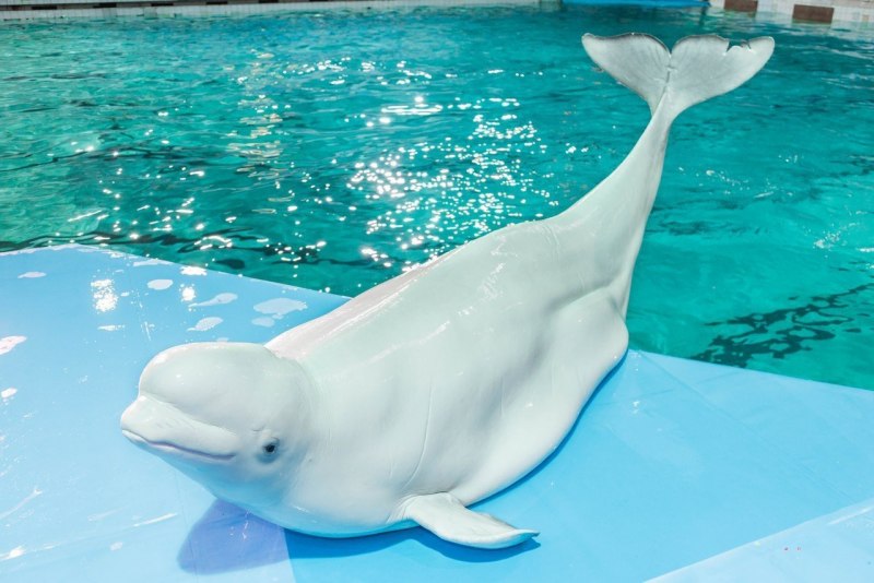 Полярный Дельфин Белуха