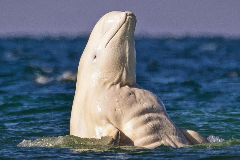 Дельфин Белуха