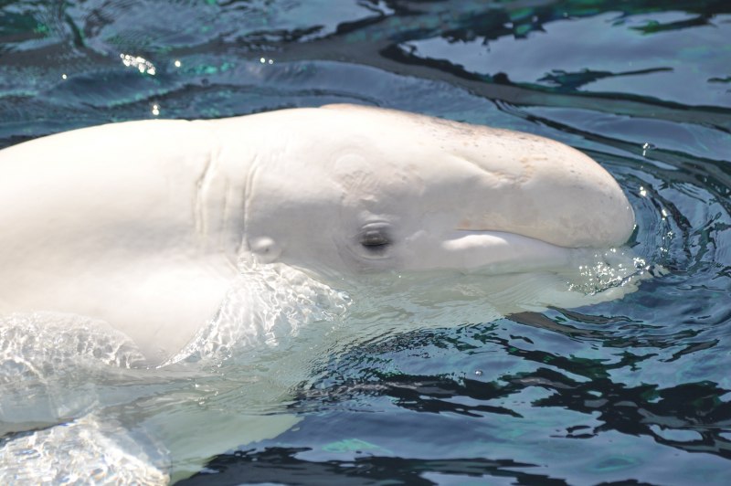 Дыхало Белухи