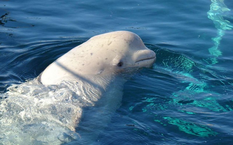 Белуха Охотского моря