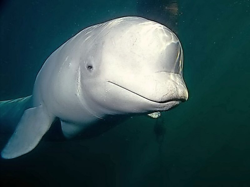 Рыба Белуга альбинос