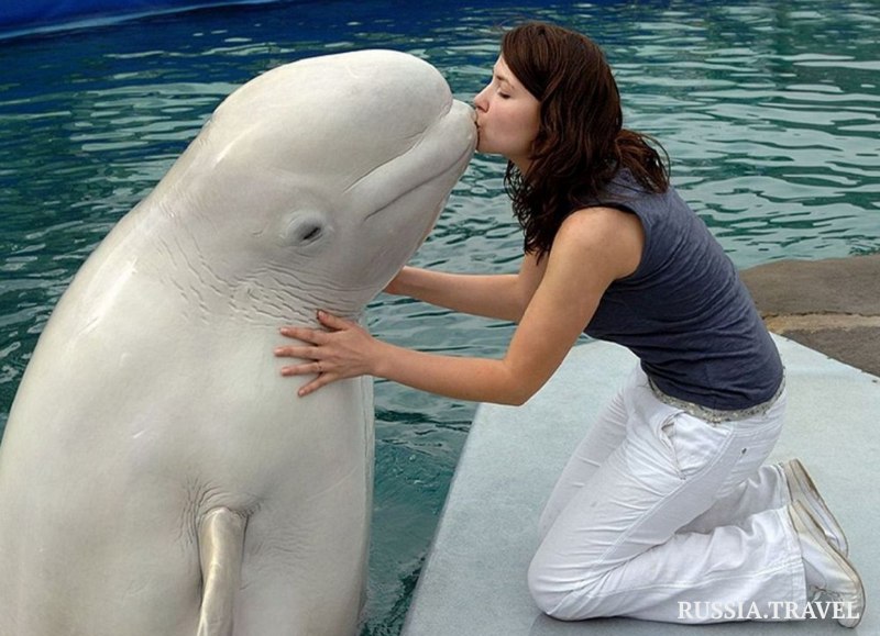 Большой белый Дельфин