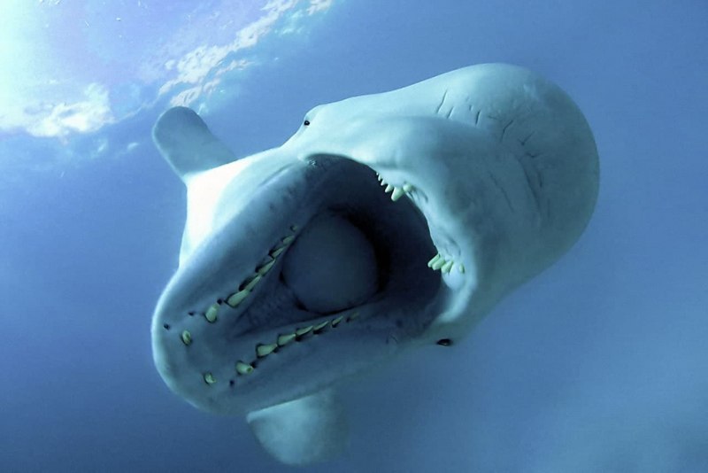 Белуга акула или Дельфин