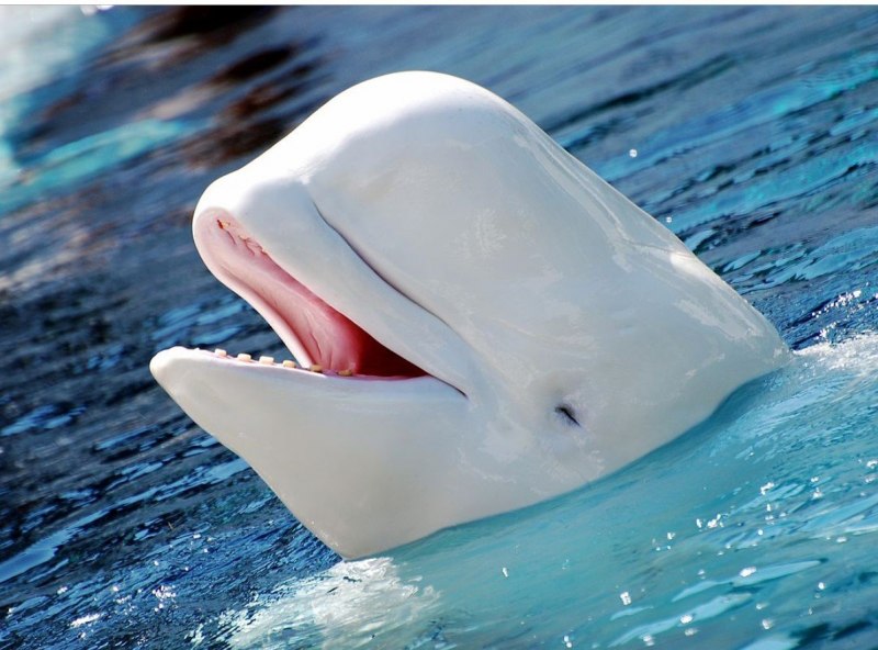 Белуга кит
