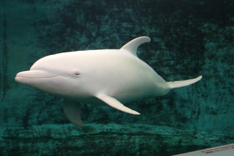 Афалина альбинос