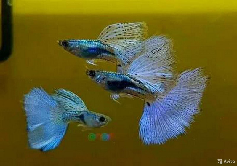Гуппи голубая трава