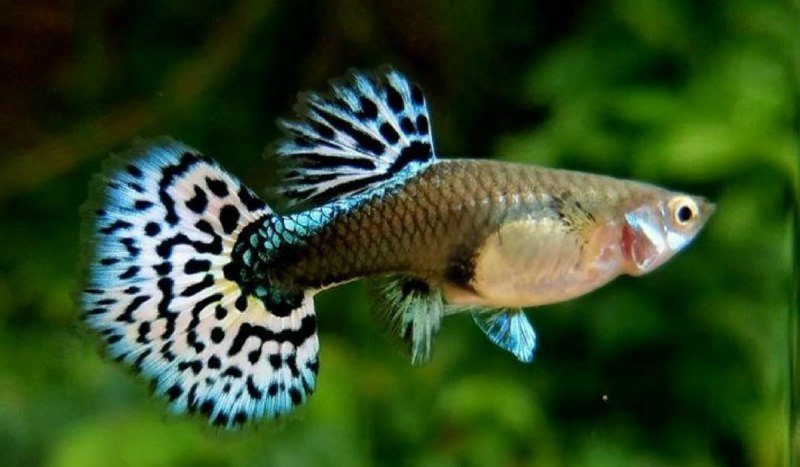 Гуппи аквариумные рыбки