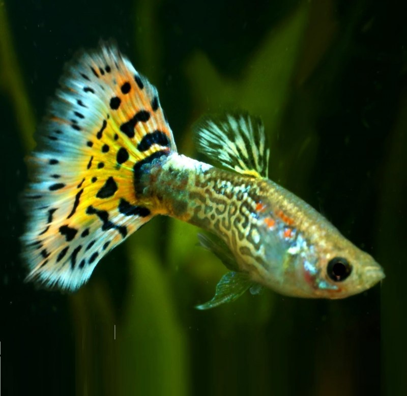 Гуппи Кобра ананас