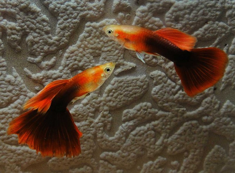 Гуппи рыбки микс