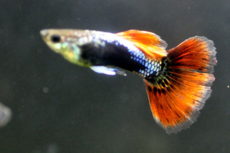 Рыбки Королевские гуппи