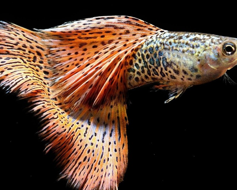 Гуппи рыбки самки