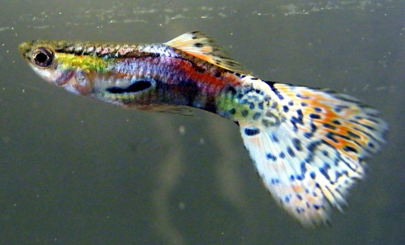 Гибриды Эндлера гибрид гуппи