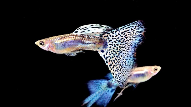 Рыба гуппи Poecilia reticulata