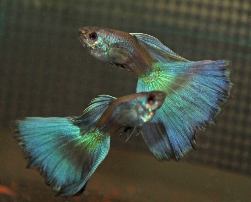Гуппи вуалевый