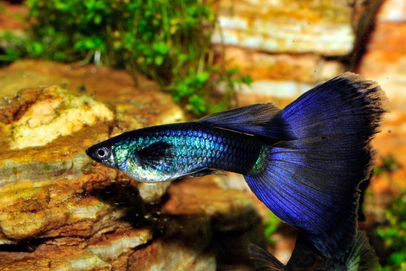 Гуппи синий вельвет
