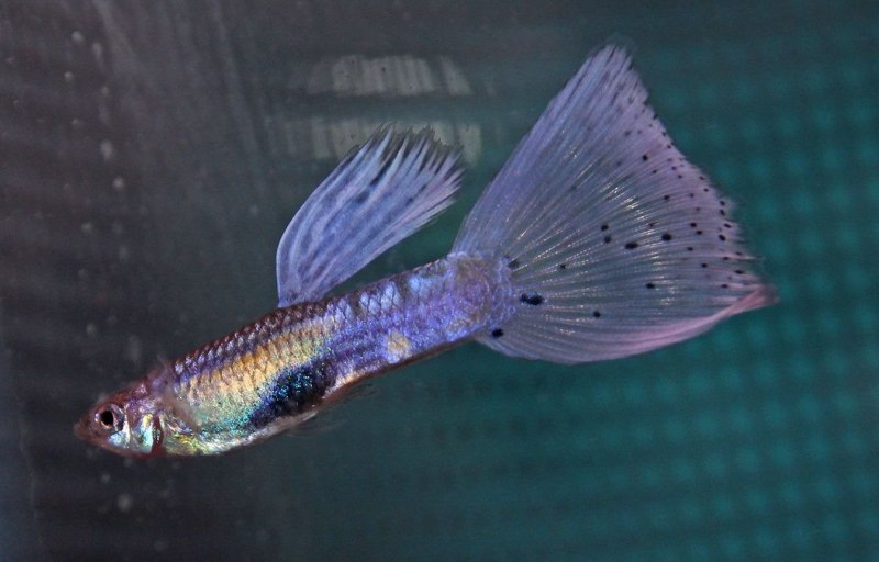 Гуппи вуалехвост