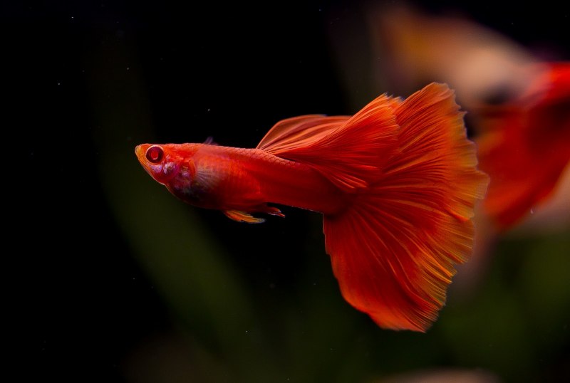 Рыбки гуппи красные