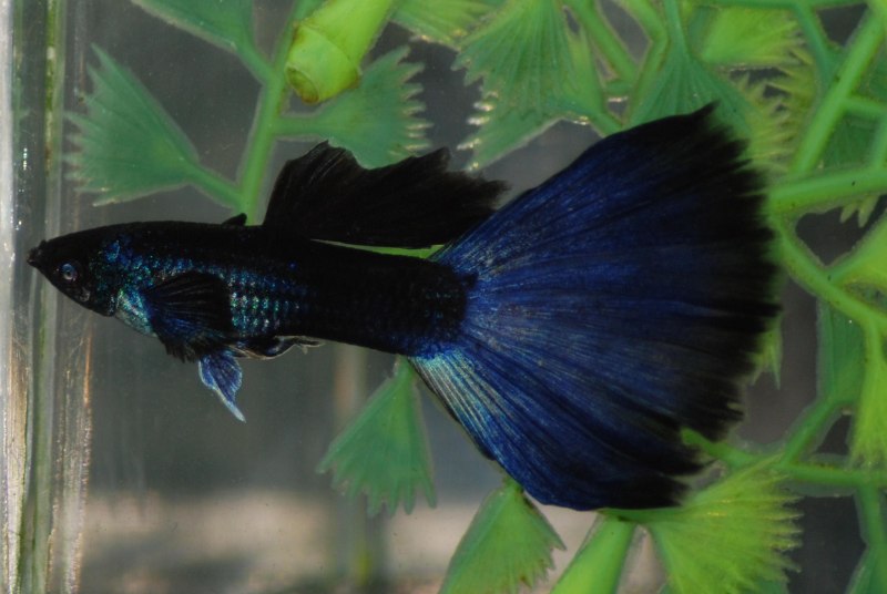 Московский Ковровый гуппи