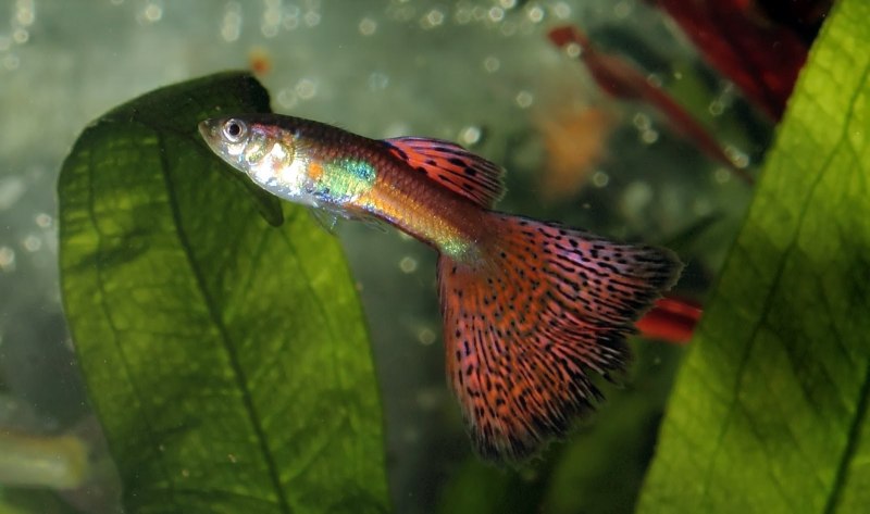 Гуппи Берлинские