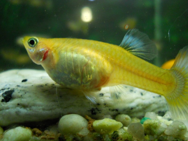 Аквариумные рыбки гуппи самки