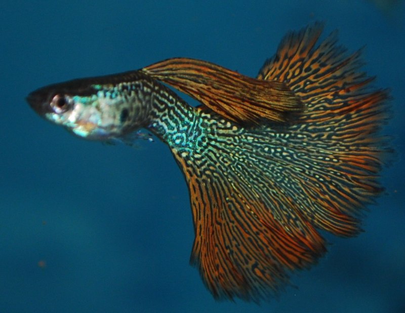 Гуппи рыбки вуалевые