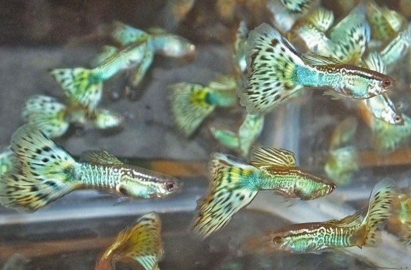 Гуппи вильчатая ситцевая