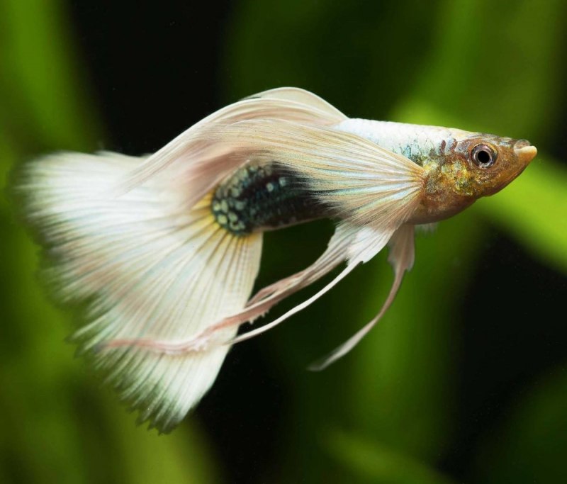 Гуппи аквариумные рыбки