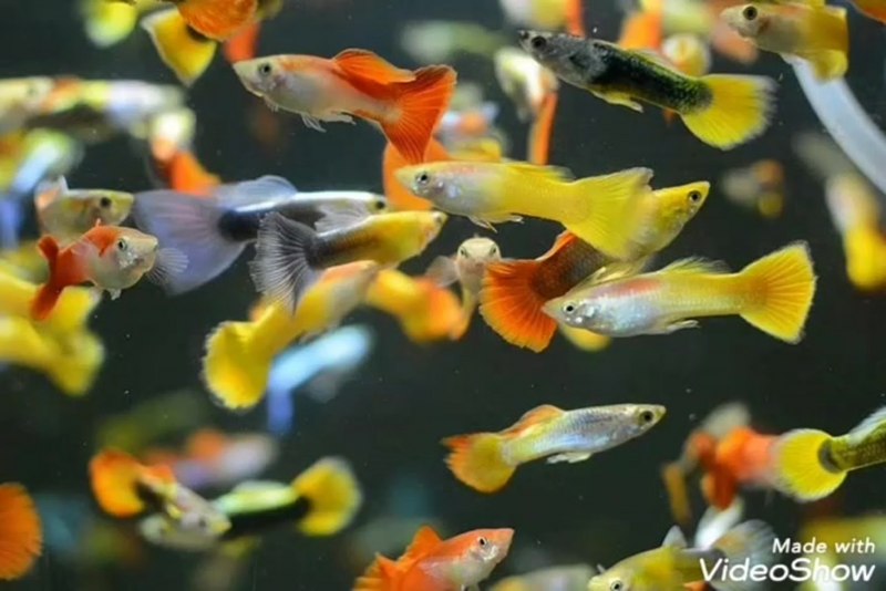 Гуппи ассорти самцы