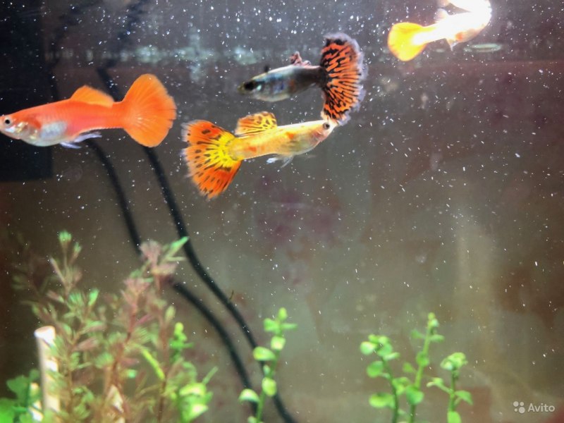 Гуппи оранжевые
