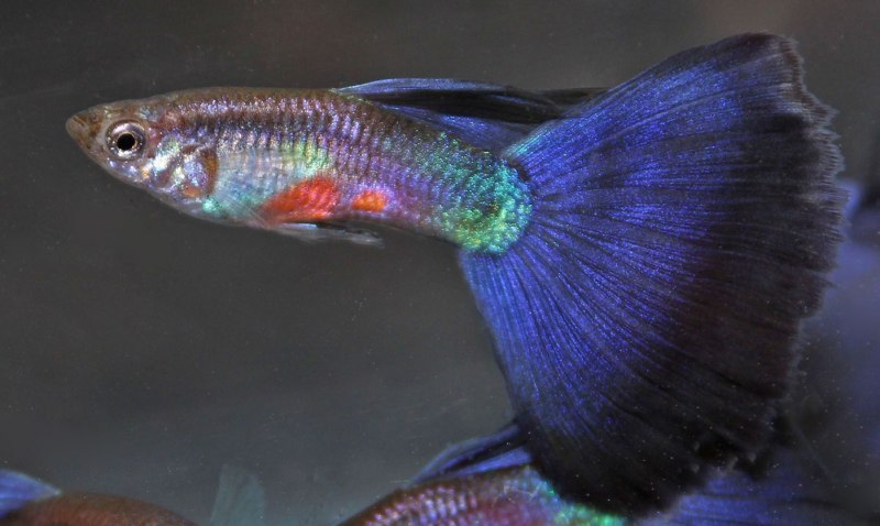 Гуппи ассорти самцы